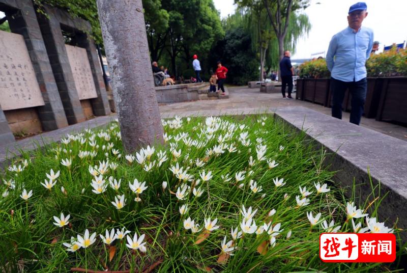 别拔！别吃！绍兴街头已出现