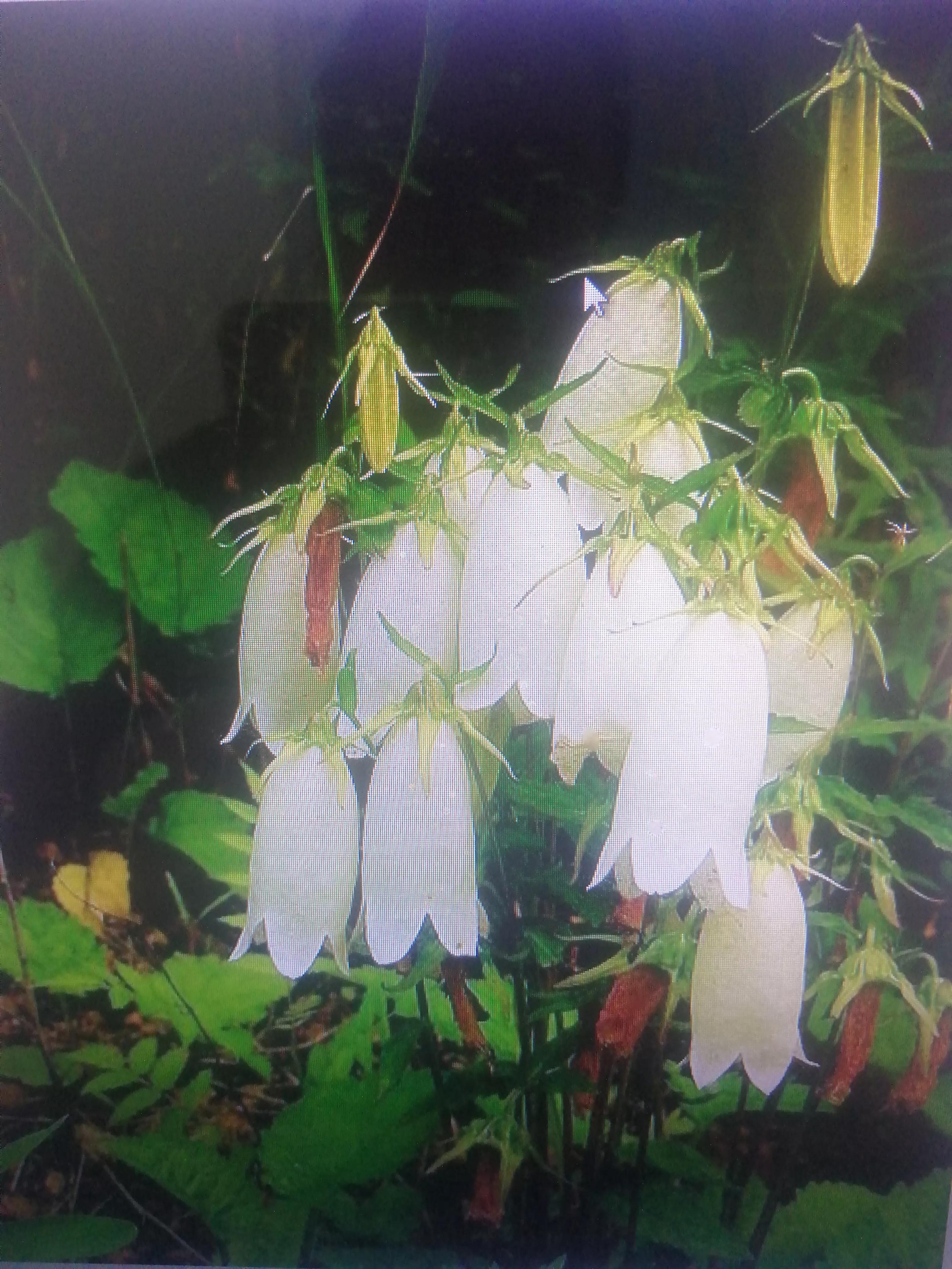 陕北山坡上的野花,黄土坡上的野花