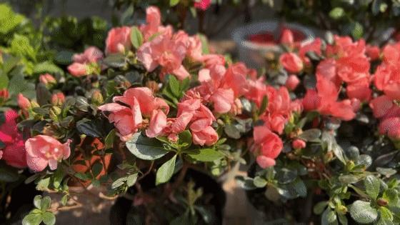 把春天带回家原唱,把云南的春天带回家