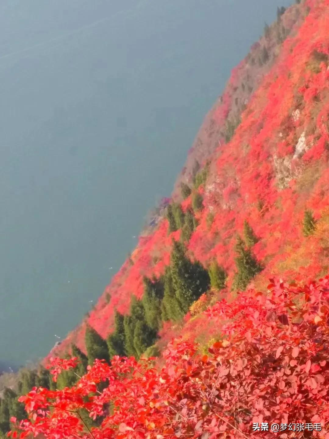 巫山观红叶全部视频,巫山红叶观景点
