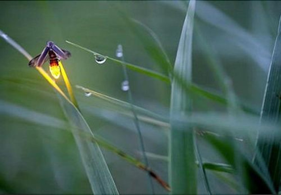 为什么萤火虫的尾部会发光,人类为什么不利用萤火虫发光原理