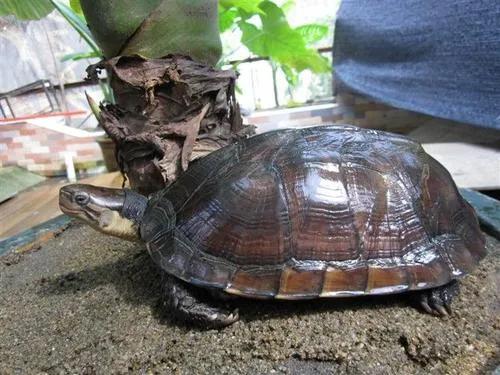 石金钱龟的风光史,涤荡起伏解释