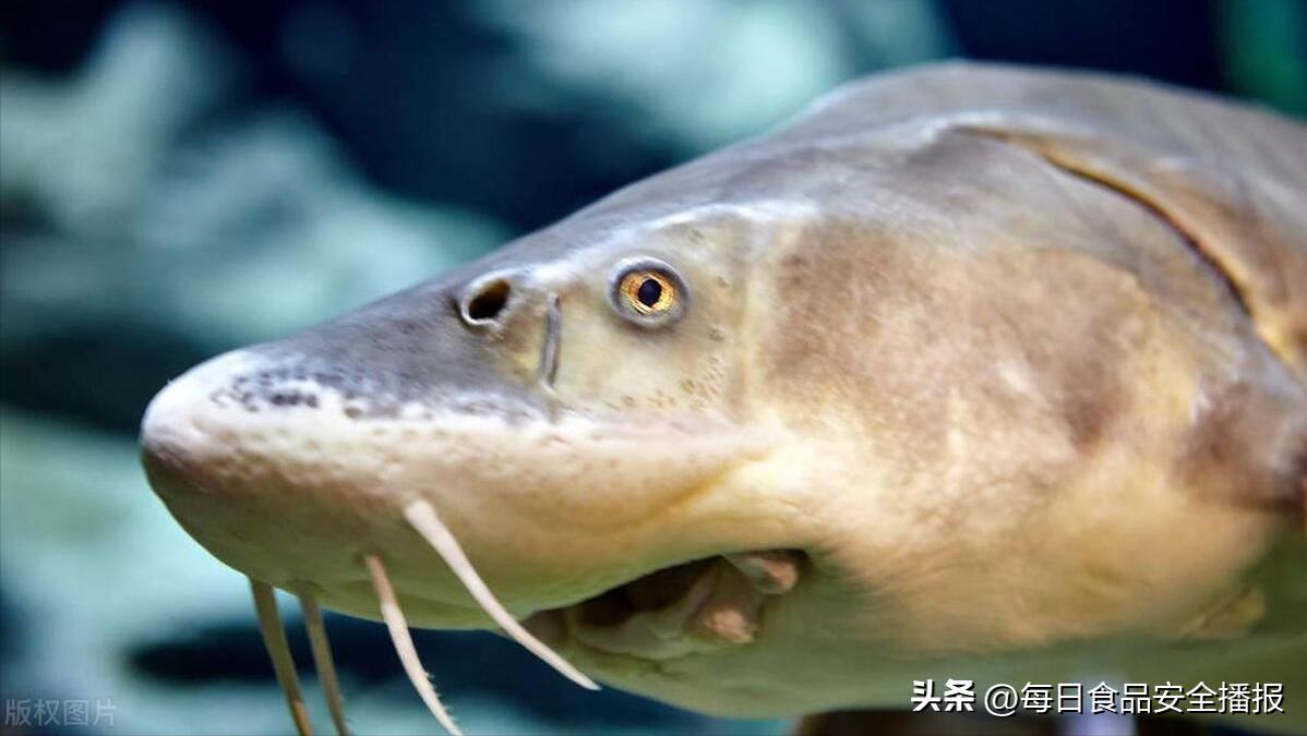 注意，贵州曝光22批次问题食品，含空心菜、鲟鱼、鸡肉、茶叶