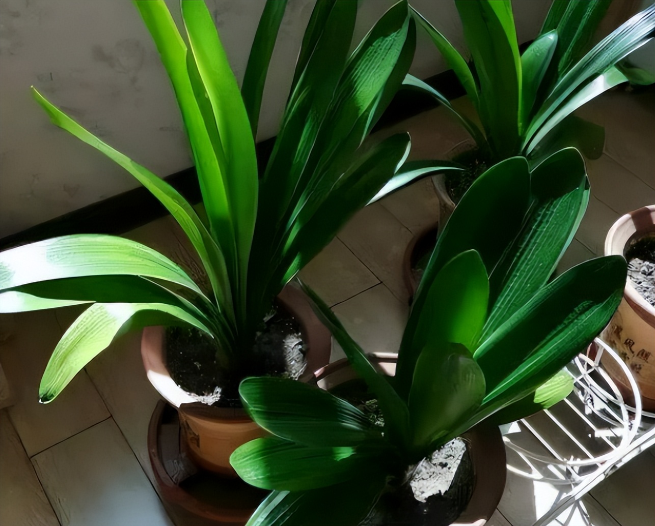 君子兰剃头后如何养,什么时候给君子兰剃头