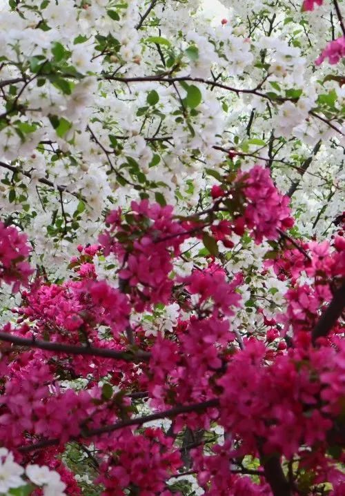 济南旅游公交专线有哪些 (济南近郊公交直达的游玩场所)