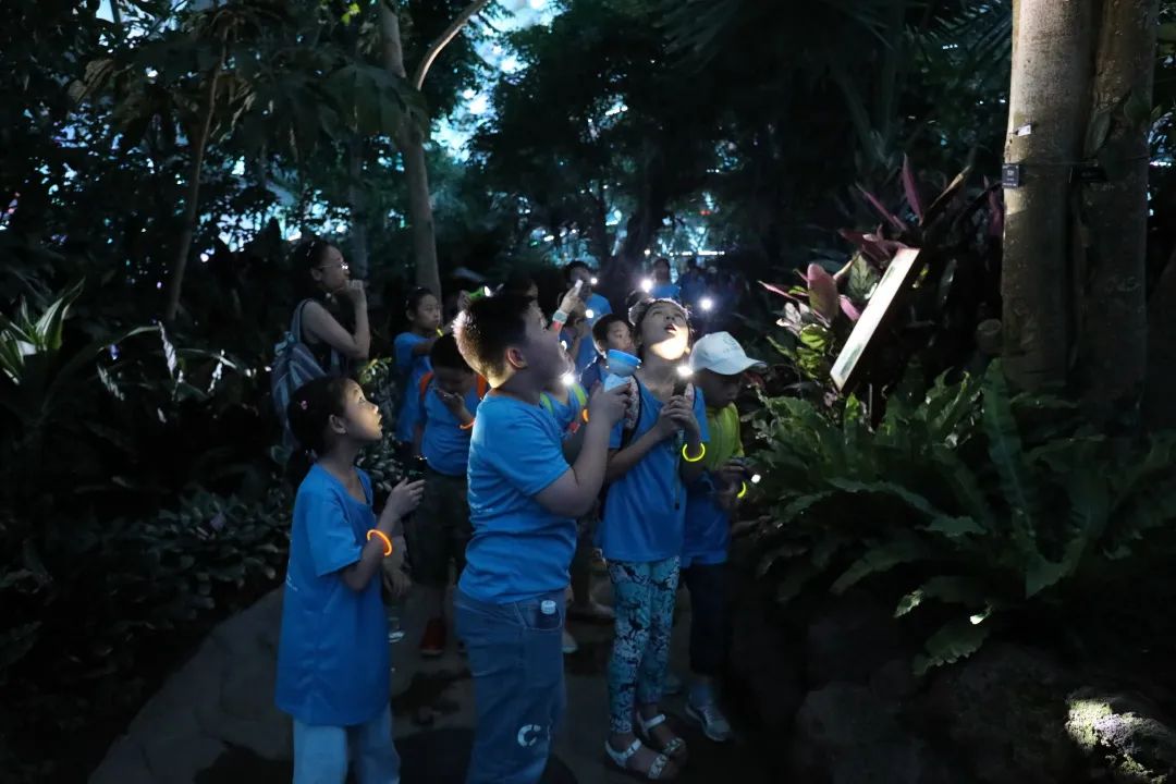 上海沉浸式夜游公园,上海森林公园夜游