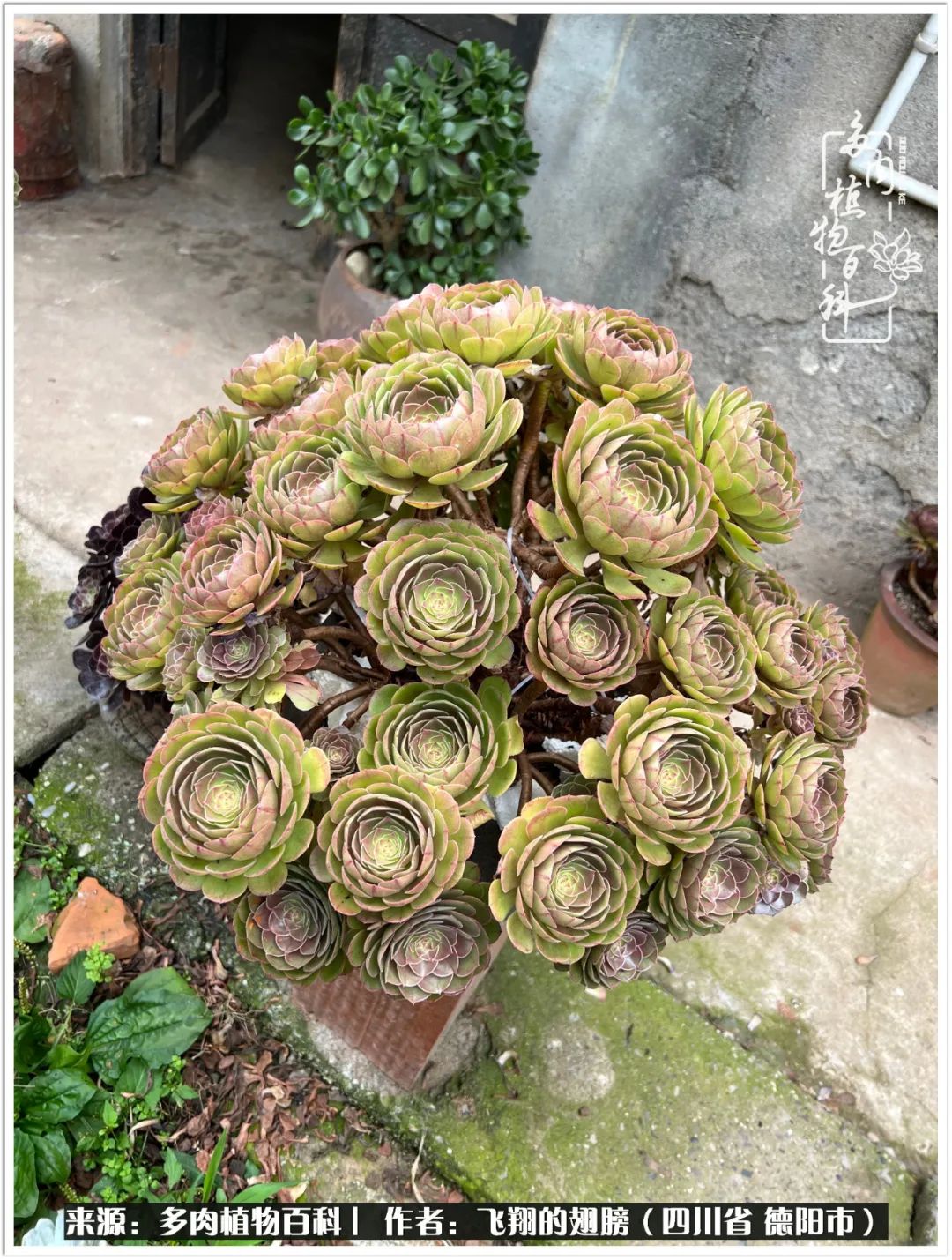 多肉的正确养殖方法冬天怎么养活,多肉怎么养活而且长得快且好看