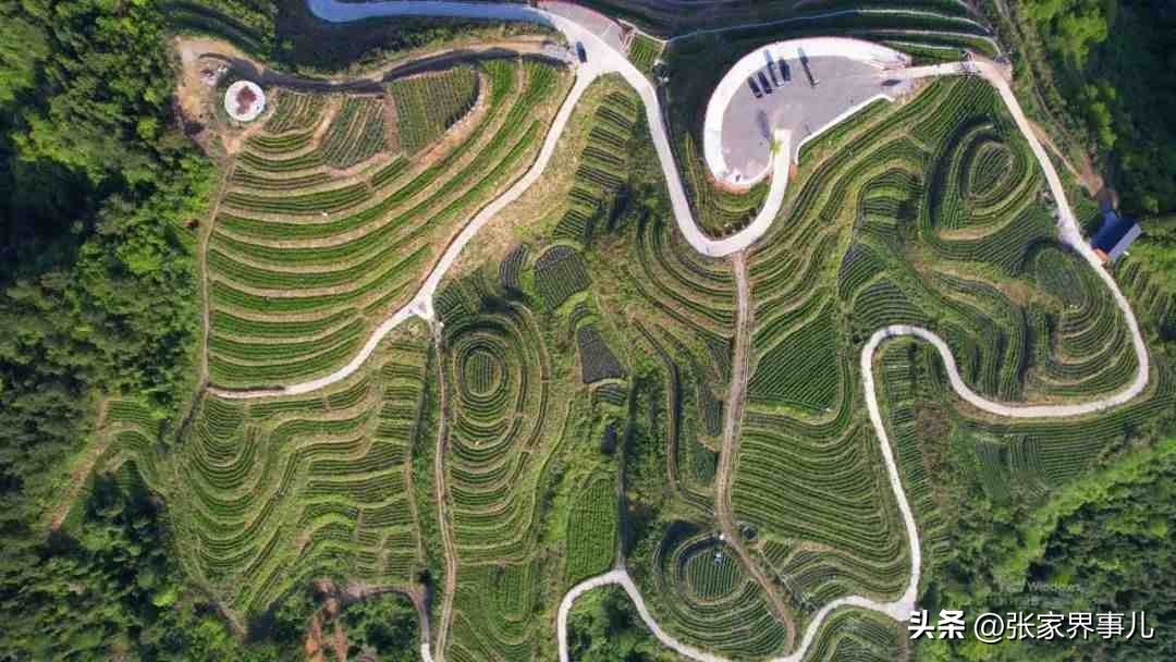 永定莓茶发展,张家界莓茶精选高山芽尖莓茶