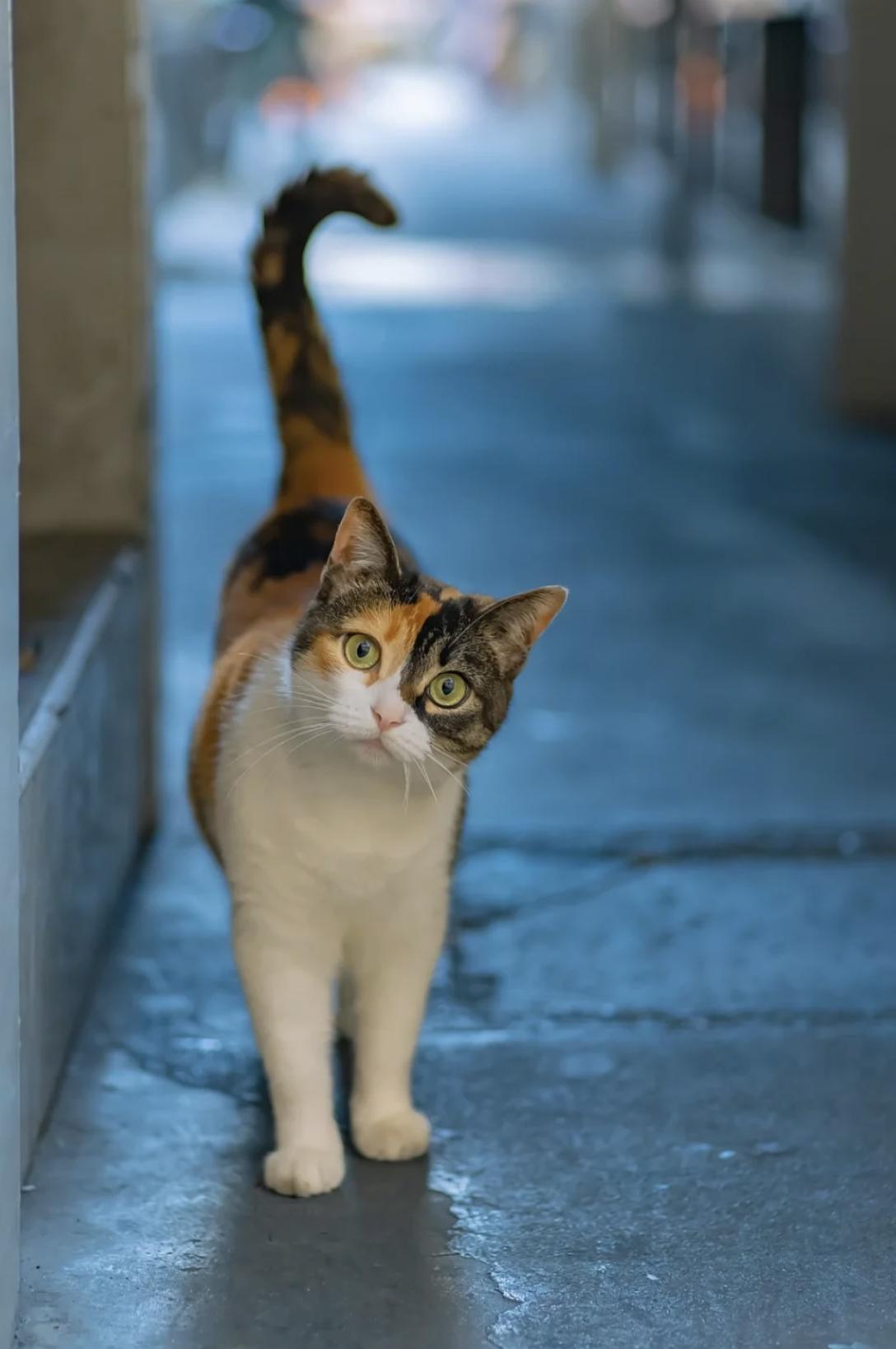 治愈系壁纸｜132张可爱小猫咪的样子