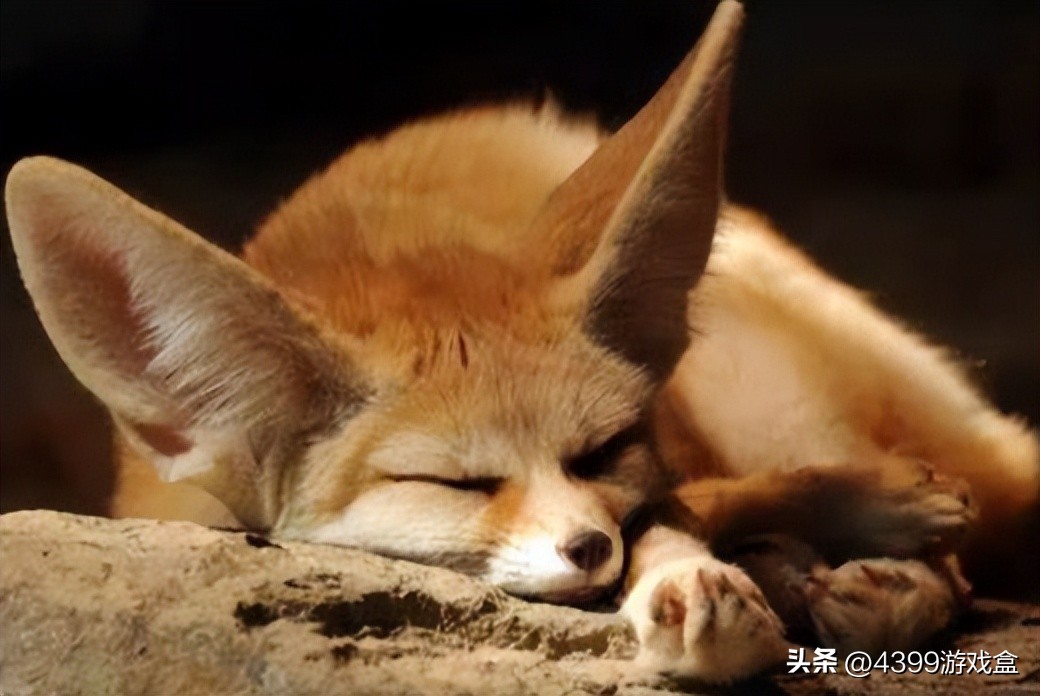 原神兽类角色,原神兽对应人物