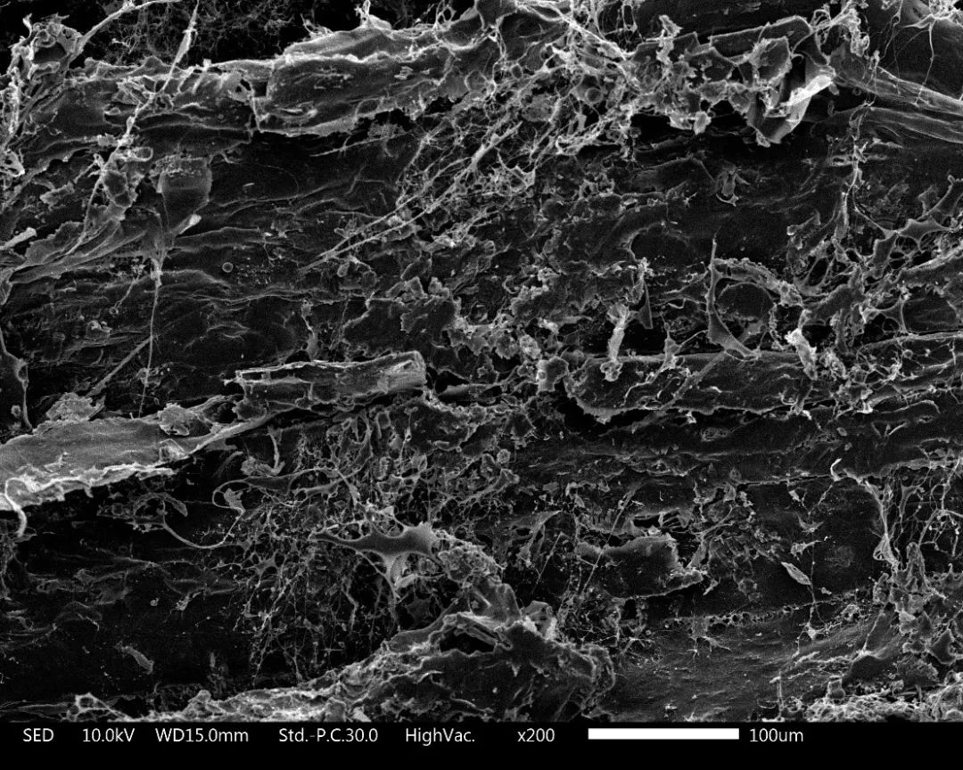 养猫忠告尽量少买华而不实的东西,养猫容易被忽悠买的东西
