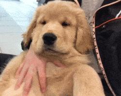 金毛好养还是拉布拉多好养,金毛好养还是柯基好养