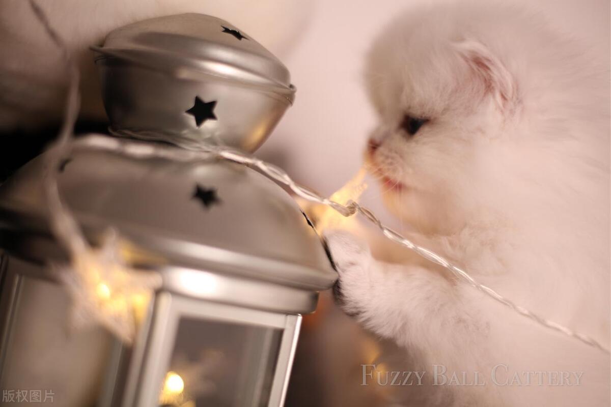 东方短毛猫红重点色贵吗,宠物猫品类大全