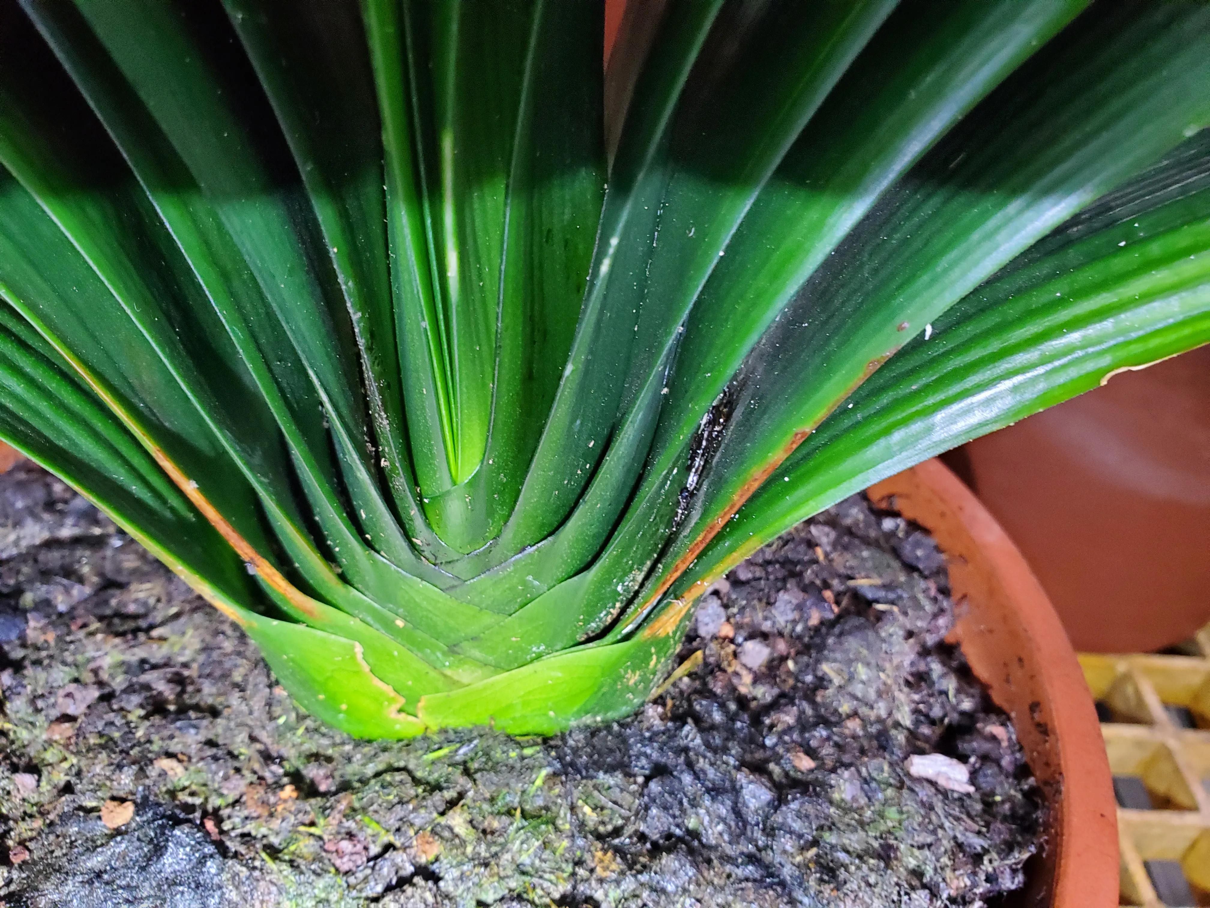 君子兰茎腐病可以用多菌灵吗,君子兰腐叶病怎么处理