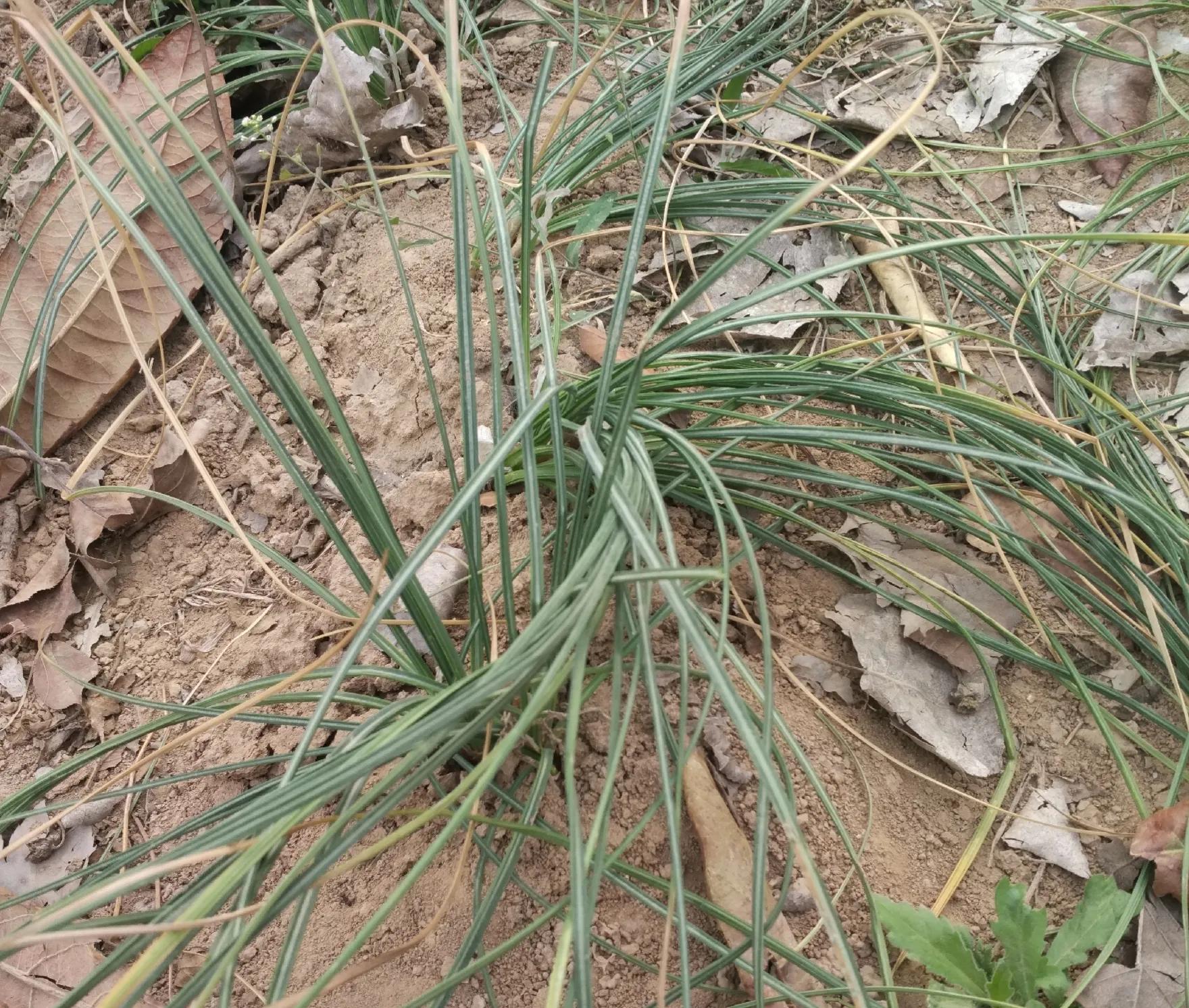 藏红花和西红花的药效区别大吗,西红花和藏红花药用有什么区别