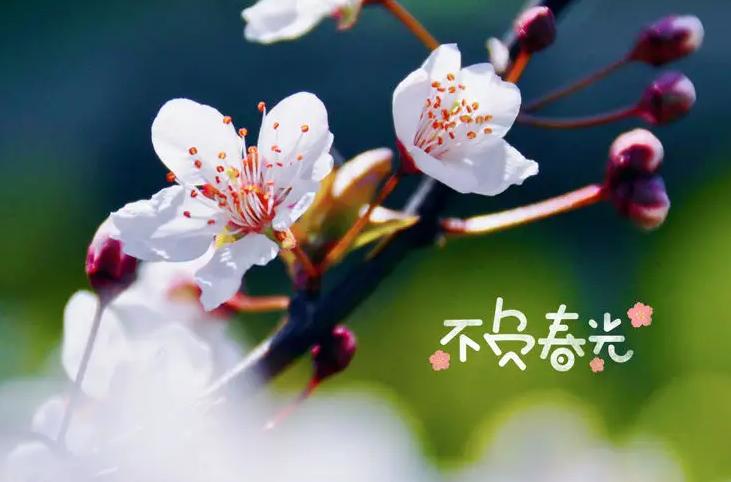 减肥第11天只吃两餐,减肥期间下午茶吃什么不会胖呢