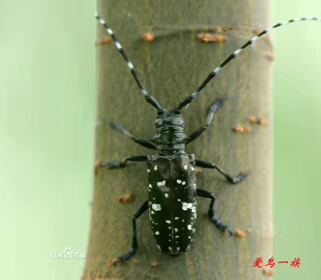 杨树苗天牛的防治方法,杨树天牛防治工具