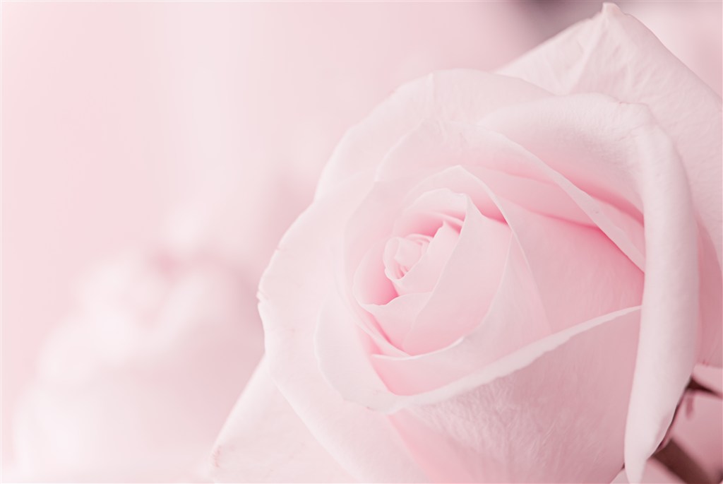 玫瑰花ins高级质感背景图,玫瑰花背景图高清图