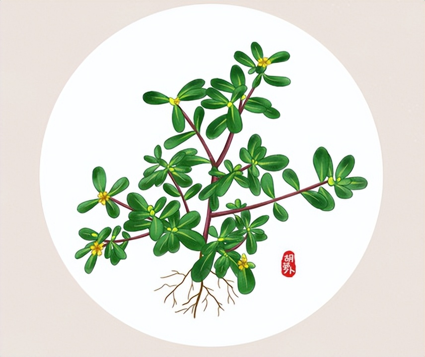 马齿苋加红醋捣烂可以治白癜风吗,马齿苋煮水外敷能治白癜风吗