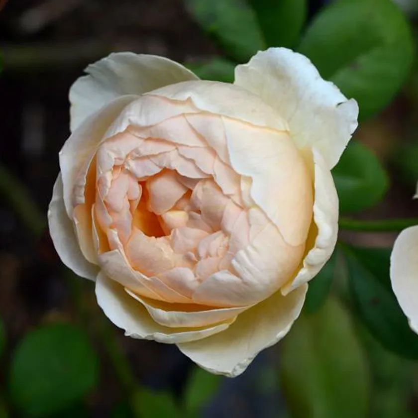 月季系列大全及图片,8张图教你分清月季的花型