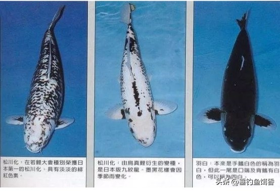 南京钓友钓获通体纯黑怪鱼，连眼睛都是黑的，它的身份真不简单！