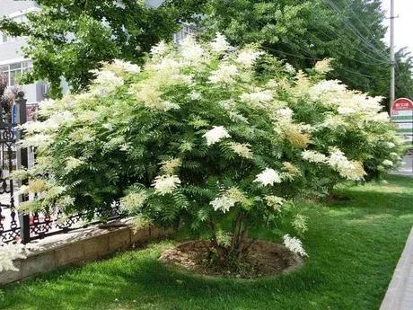 适合北方的花卉珍珠梅,珍珠梅的开花图片大全