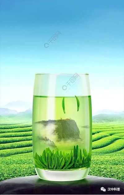 陕西汉中名茶,汉中茶叶加工制作全过程