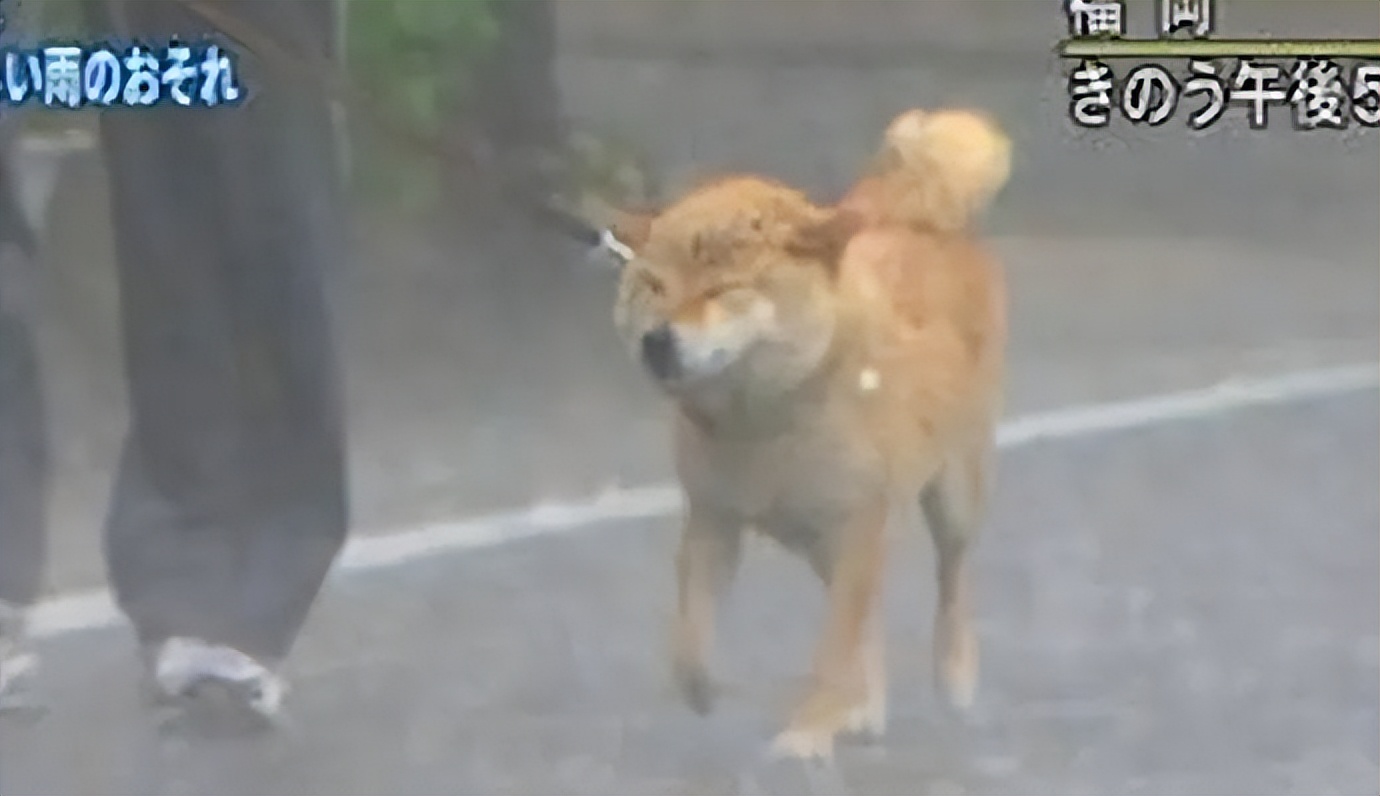 谐音梗搞笑段子全部,谐音梗搞笑的段子