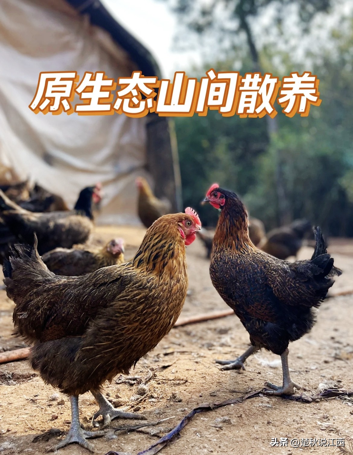 江西的麻鸡,江西拥有中国什么之乡的美称