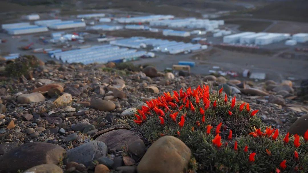 阿根廷除了世界杯还有什么比赛,没有梅西的阿根廷还能走多远