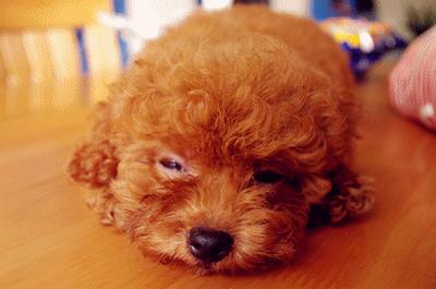 泰迪犬的饲养方法大全视频播放,1-3个月泰迪犬的饲养方法