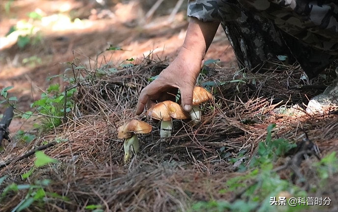 小黄毛捡到一只小狗,15年前村民捡到一只小狗