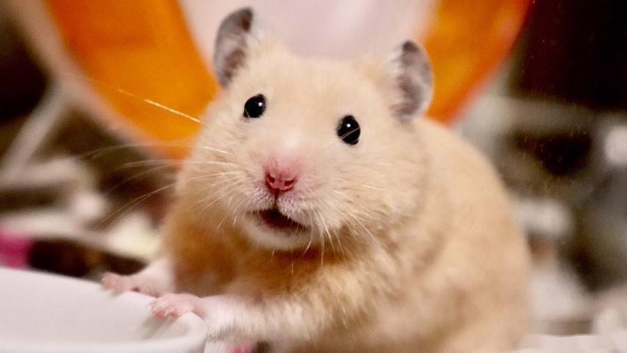 香港毁灭千多仓鼠！抗疫不力宠物也遭殃，小朋友的世界愁云惨雾