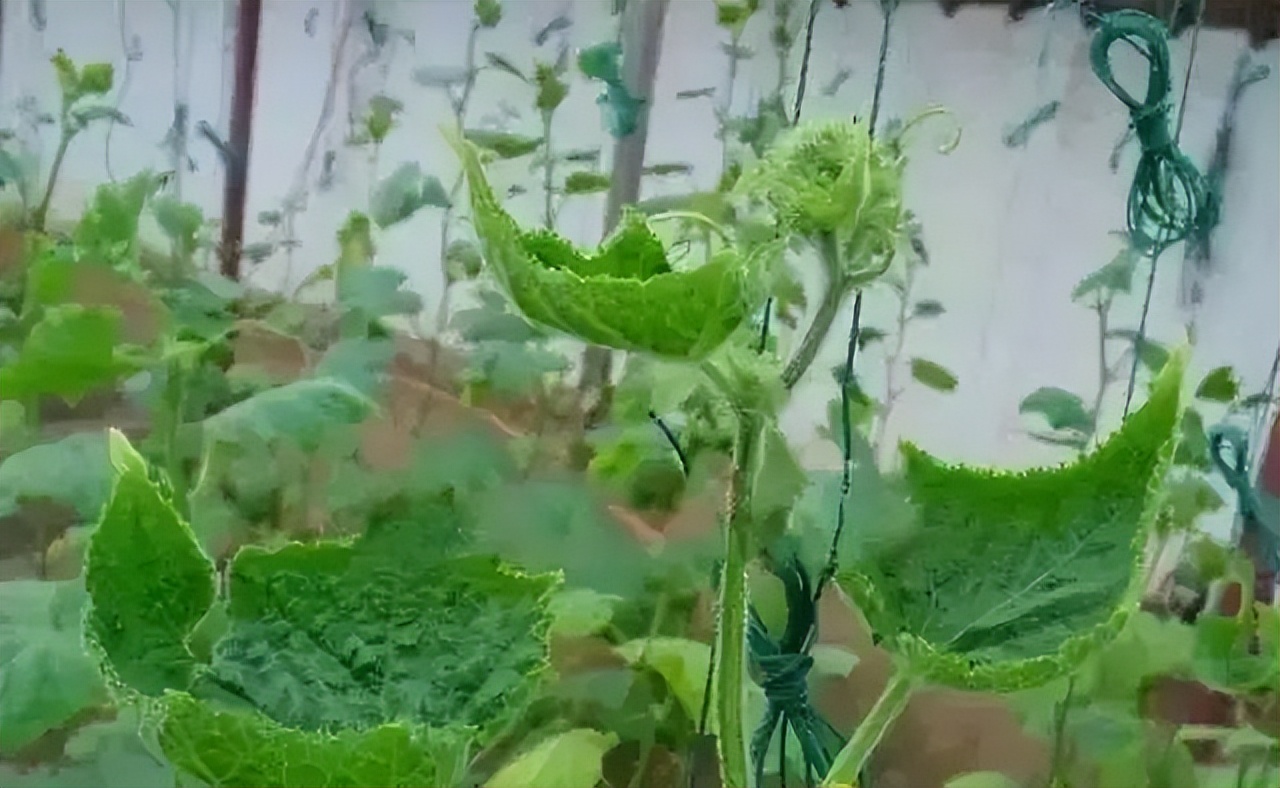 快速检测真菌感染,快速识别作物病害