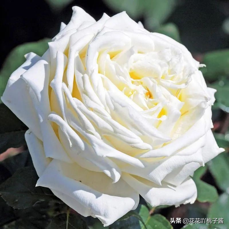 月季花纯香水,月季香水推荐