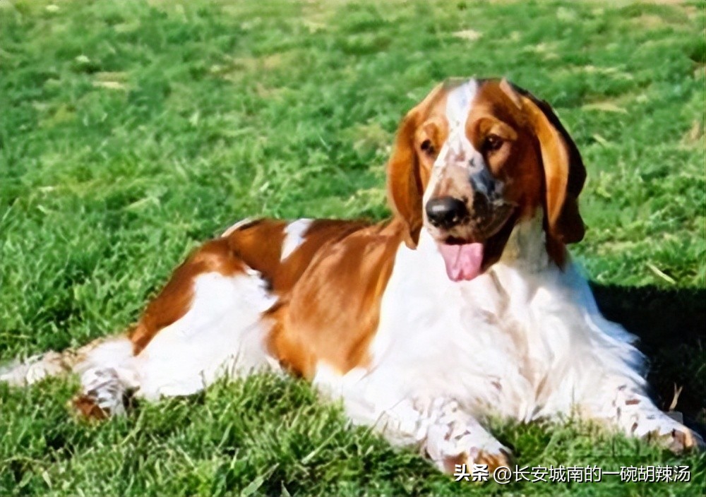 世界名犬大赛全程视频,世界名犬狗狗品种大全