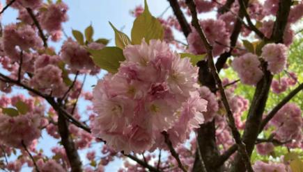 南开大学研究生拿不到毕业证,南开大学博士学位证