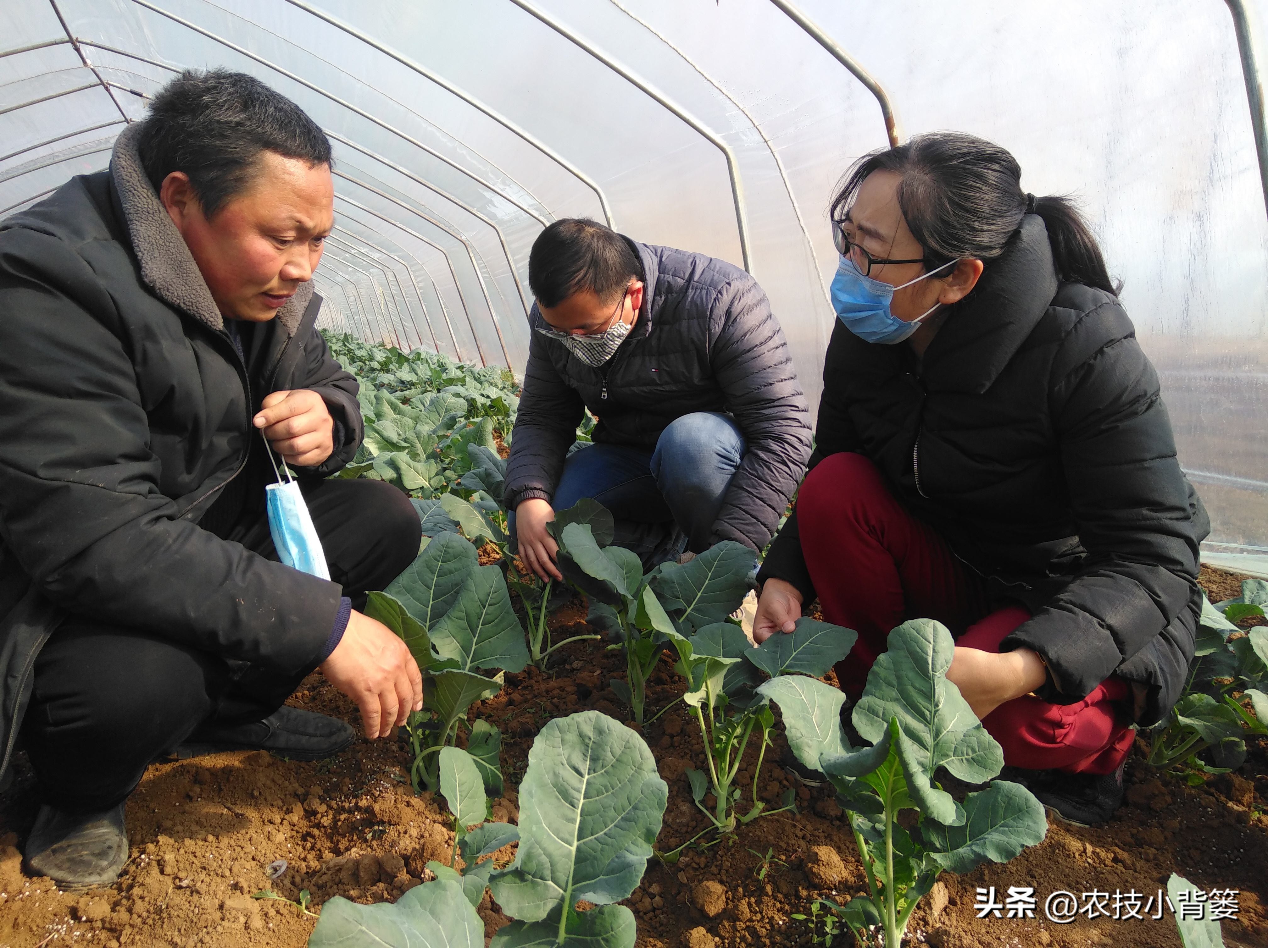 粉虱虫打什么农药,粉虱要用什么农药才能消灭