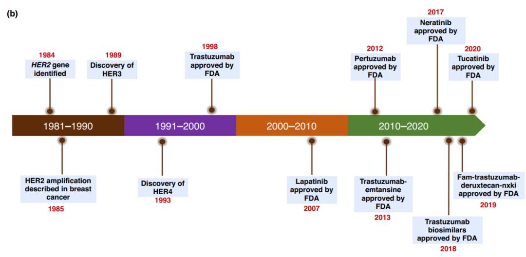 胃癌二线化疗药物有哪些,胃癌晚期能吃的二线靶向药有哪些