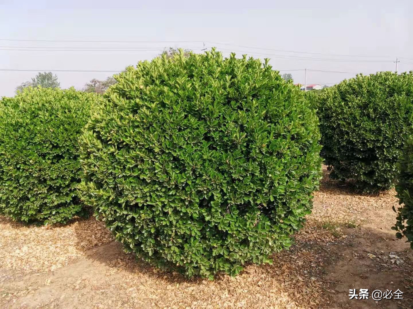 灌木球盆栽推荐品种有哪些,适合北方种植的球类及小型花灌木