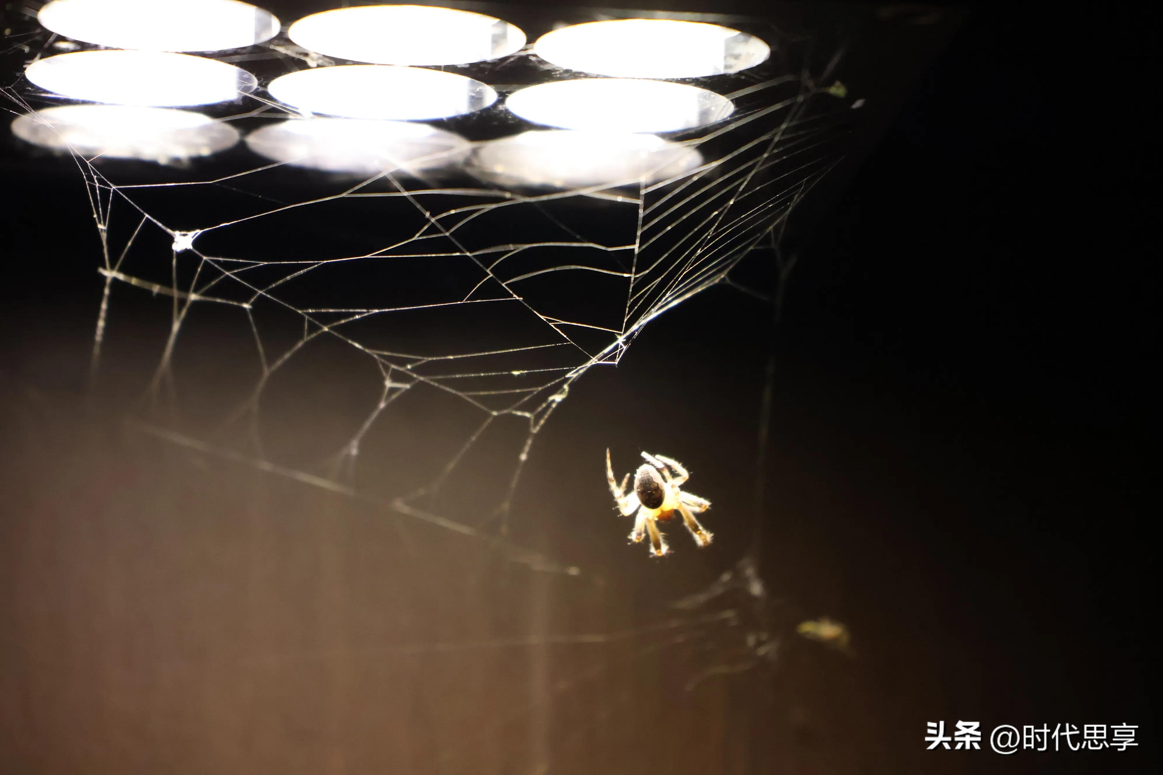 蜘蛛结网坐享其成,蜘蛛为什么能结网