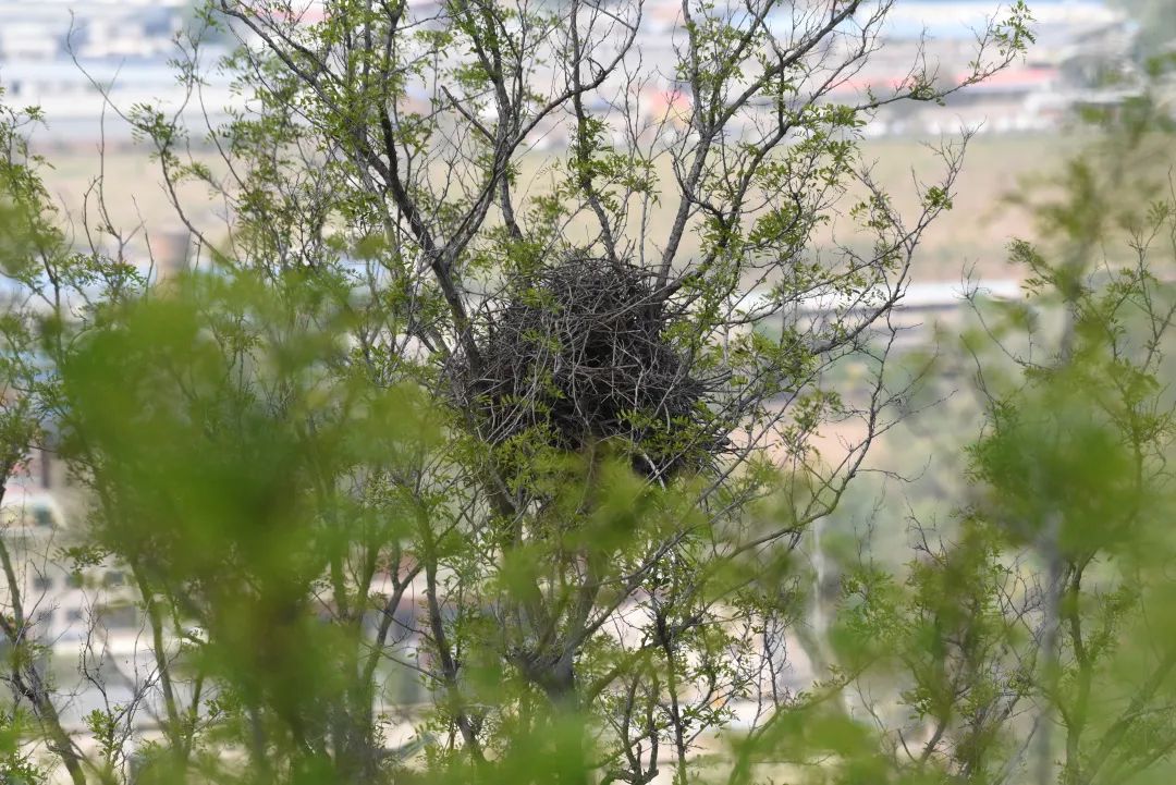 为啥乌鸦不敢招惹喜鹊,喜鹊凶猛