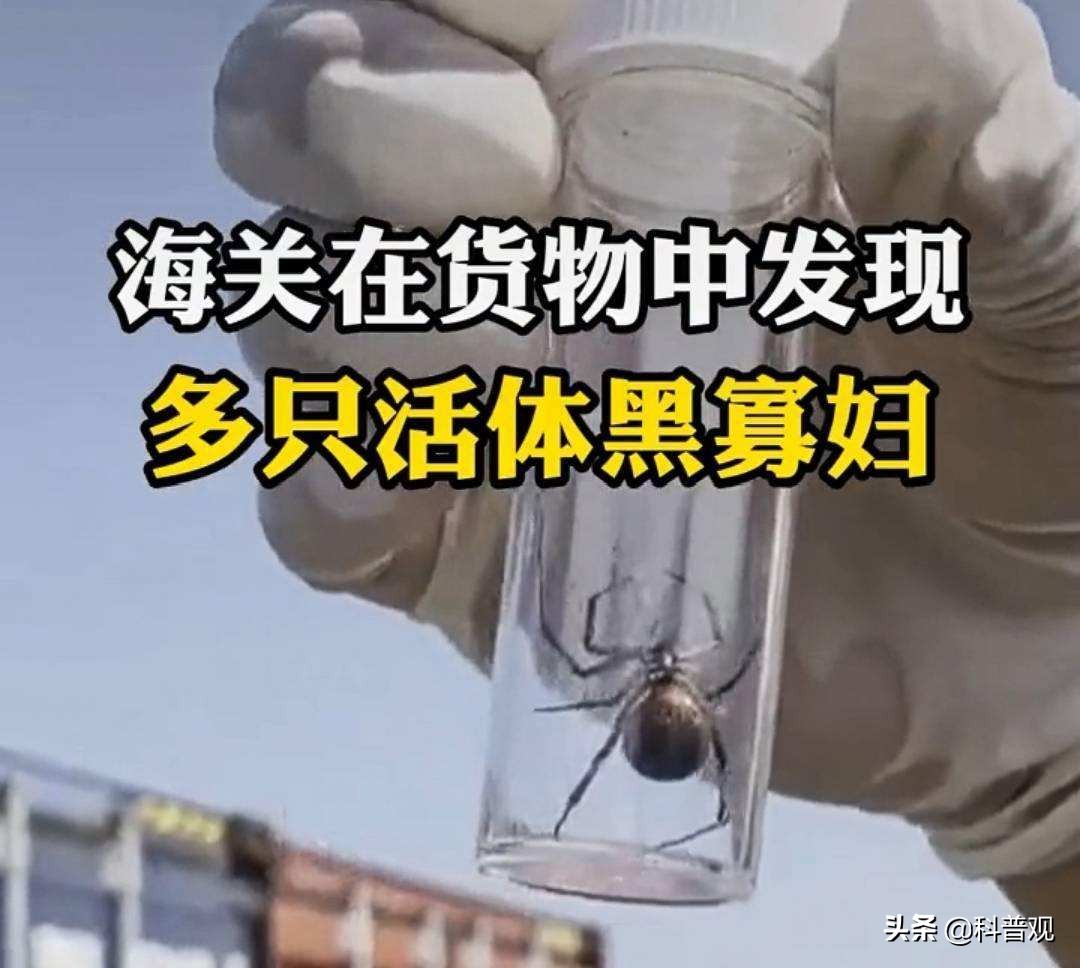 黑寡妇？广东男子被蜘蛛咬伤，手臂肿成两倍粗，一口下去差点丧命