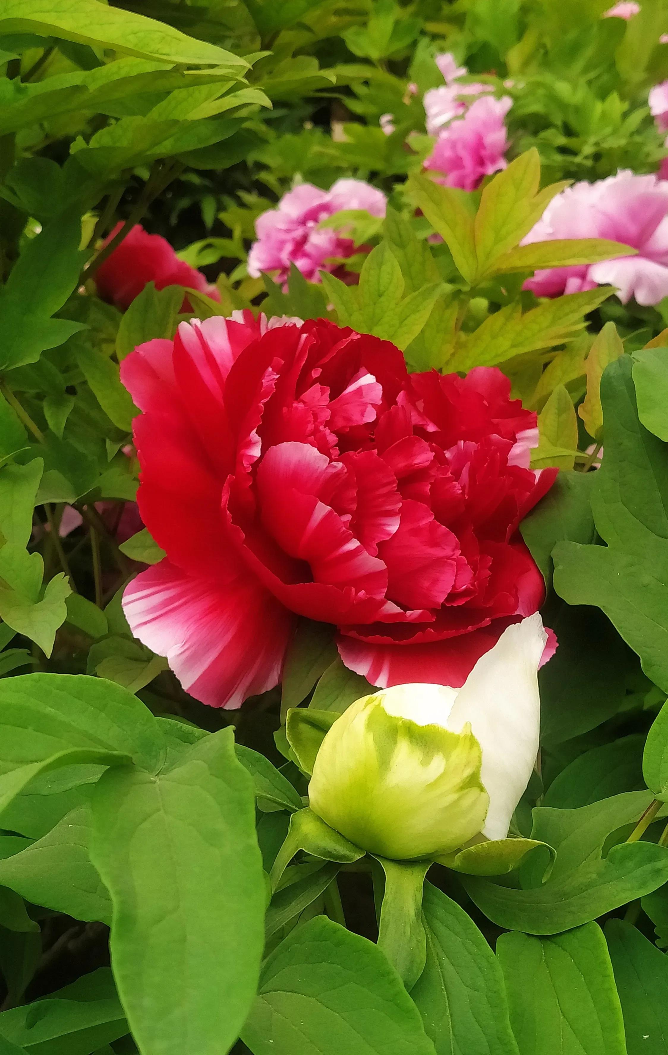 流传得比较广的谣言,谣言便是事实