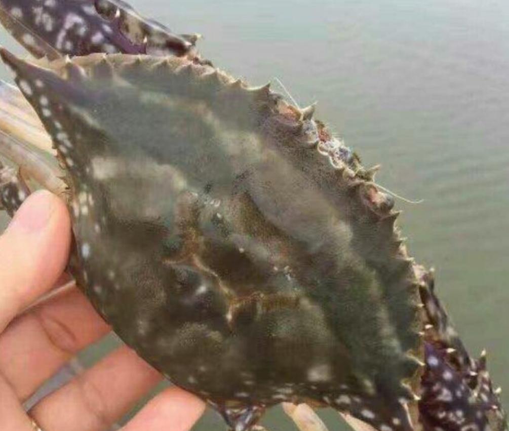 青岛红岛四大海鲜,青岛必去的十大海鲜餐厅