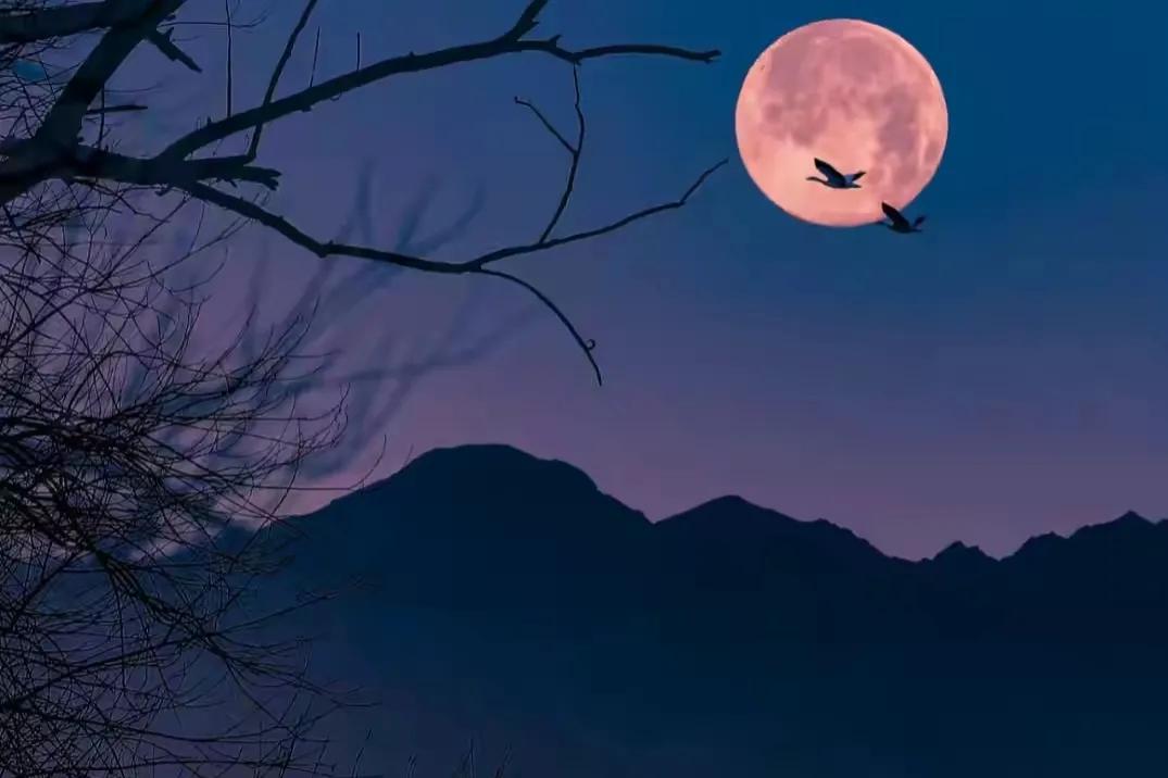 可怜孤似钗头凤全文,何曾共可怜孤似钗头凤