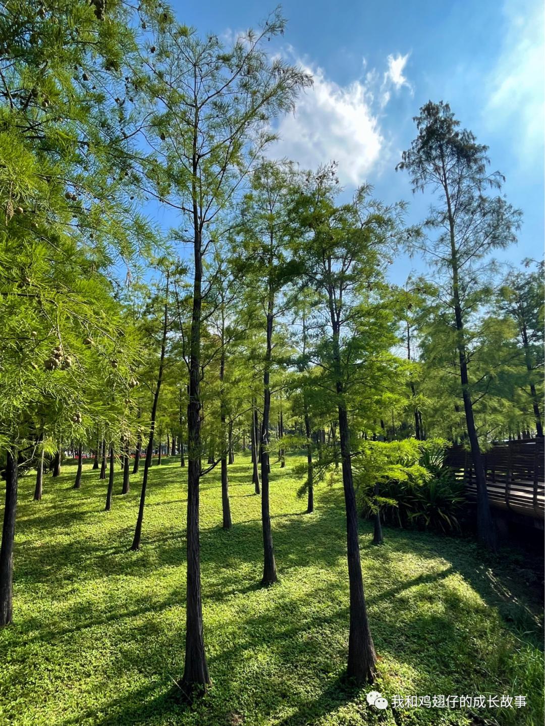 2019深圳莲花山簕杜鹃花展美不美,深圳莲花山一年一度的簕杜鹃花展