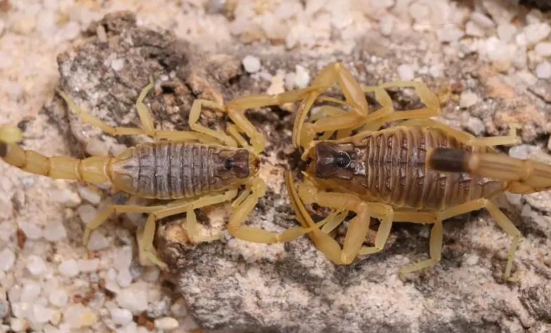 不同蝎子的生存温度,不同物种的蝎子