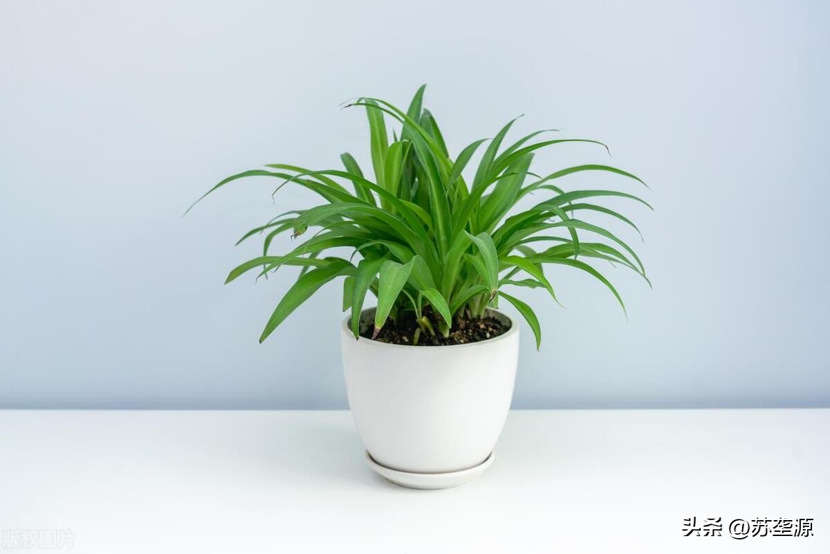 居家宜放什么绿植比较好,居家客厅适合摆放什么绿植