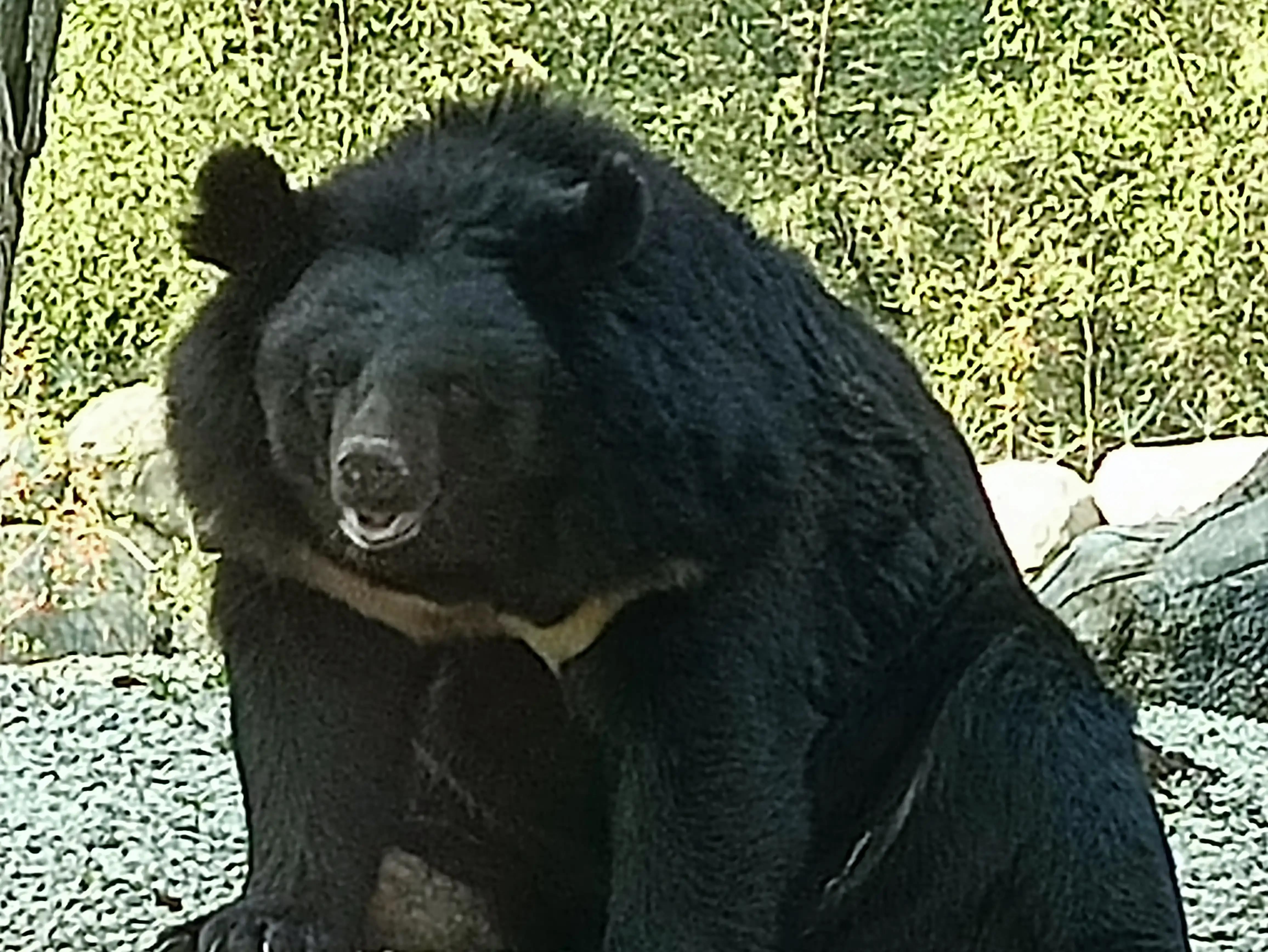 北京动物园和北京野生动物园区别,北京野生动物园狗妈妈和老虎狮子